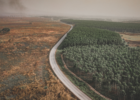 Deforestation & Sustainability: How Cacao Can Help Restore Ecosystems